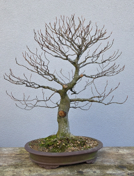 Rotbuch - Fagus sylvatica